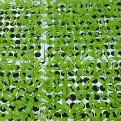 Tomatoes Seedlings Kenya