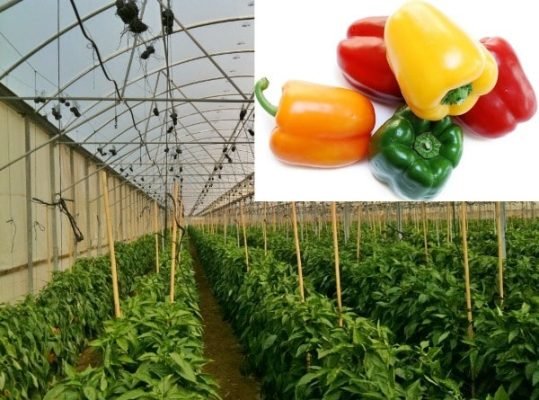 Capsicum Farming Challenges and Solutions