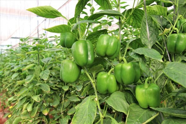 Capsicum Farming Success Stories