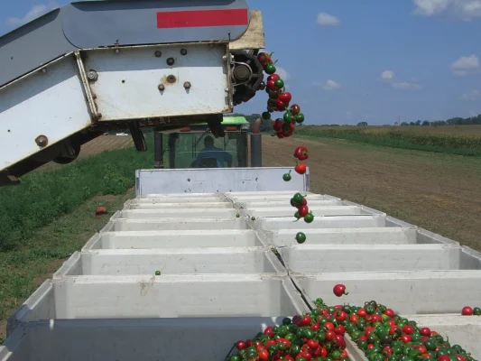Mastering the Art of Capsicum Harvesting