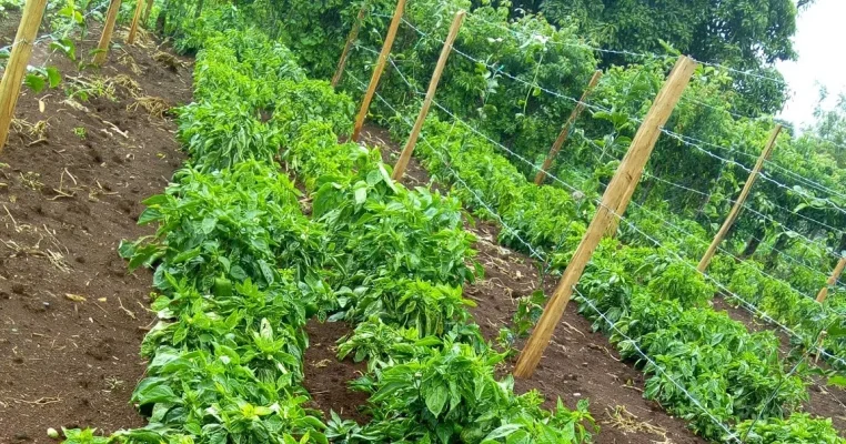 Sourcing High-Quality Capsicum Seedlings Kenya