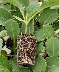 Sukuma Wiki Collard Green Seedlings