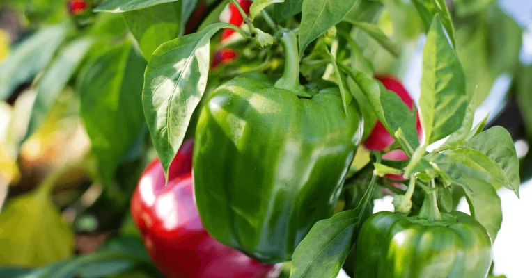Capsicum F1 Varieties in Kenya