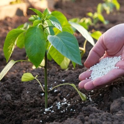 Fertilizing Capsicum Plants