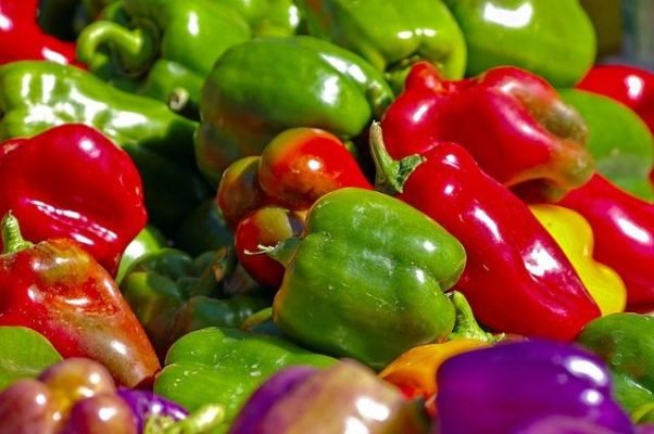 Preparing Your Land for Capsicum Cultivation