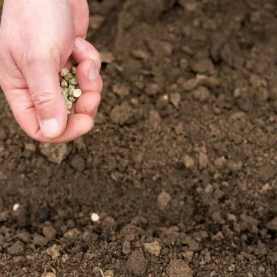 Sowing Capsicum Seeds