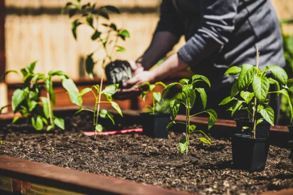 Transplanting Capsicum Seedlings