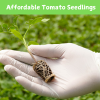 Affordable Sukuma Wiki Plants for Farming
