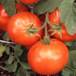 Certified Tomato Seedlings