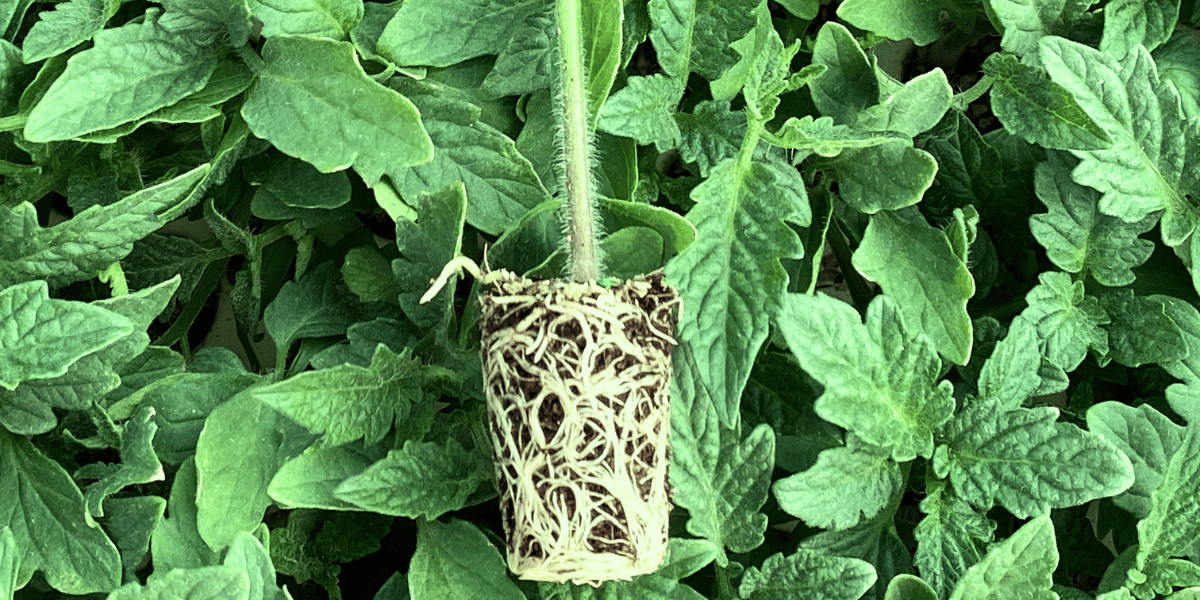Certified tomato seedlings