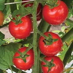 F1 Hybrid Tomato Seedlings