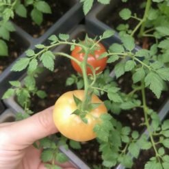How to Prevent Capsicum Seedling Diseases