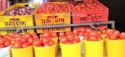 Profitable Tomato Seedling Farming in Kenya