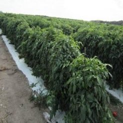 Tomato Seedlings for Open-Field Farming