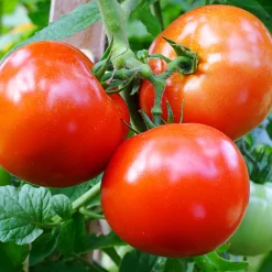 Tomato Seedlings in Kenya