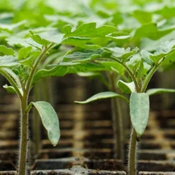 Tomato Seedlings for Urban Farmers