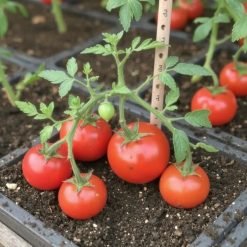 Tomato Seedlings and Companion Planting