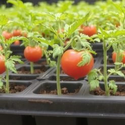 Tomato Seedling Growth Stages Explained