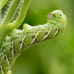 Common Tomato Seedling Pests and Their Solutions