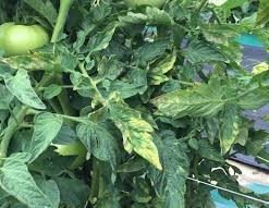 How to Identify Diseased Tomato Seedlings