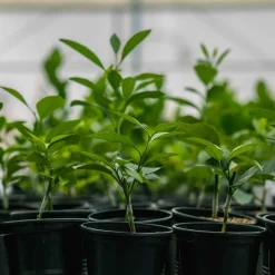 How to Start a Tomato Seedling Nursery in Kenya