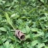 Disease-resistant Sukuma Wiki Plants Kenya
