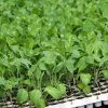 Sukuma Wiki Seedlings Delivery in Nairobi