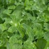Bulk Sukuma Wiki Seedlings for Sale