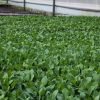 Reliable Sukuma Wiki Plant Distributors in Kenya
