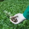 Best Sukuma Wiki Suppliers in Kenya