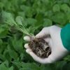 Premium Sukuma Wiki Seeds Suppliers