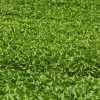 High-Quality Capsicum Seedlings Suppliers