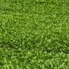 Capsicum Seedlings Deals Kenya