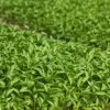 Capsicum Seedlings for Urban Farmers