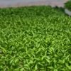 Non-GMO Capsicum Seedlings