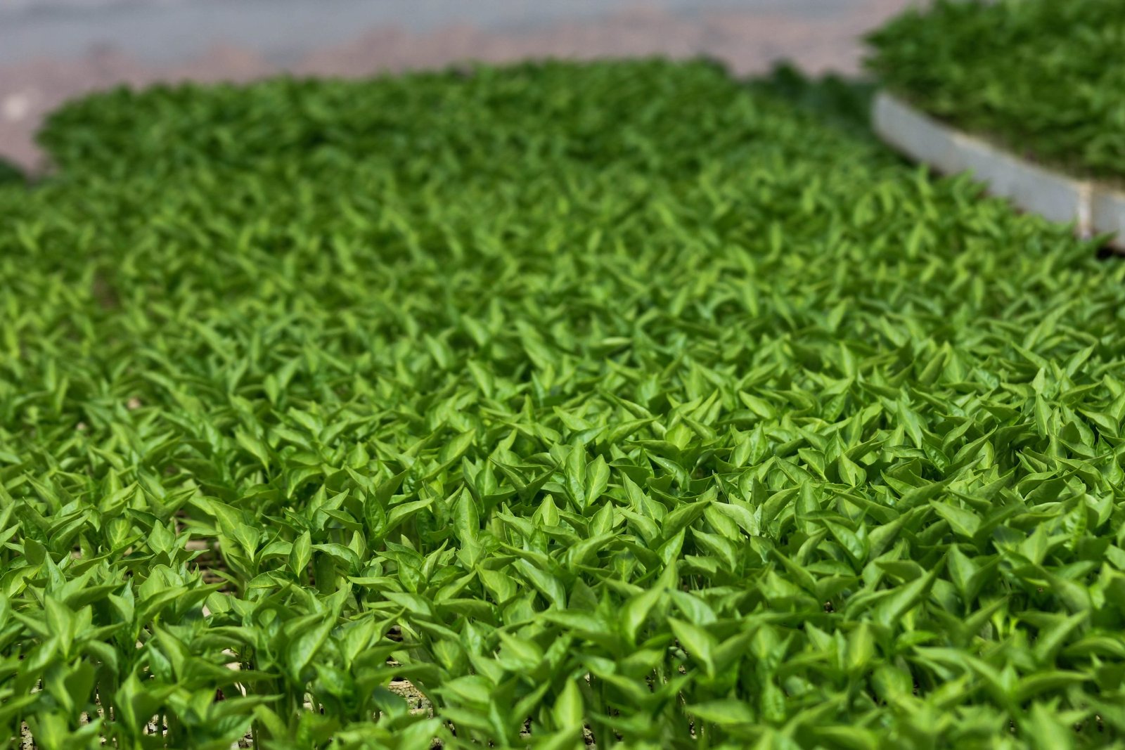 Non-GMO Capsicum Seedlings