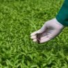 Premium Capsicum Seedlings Kenya