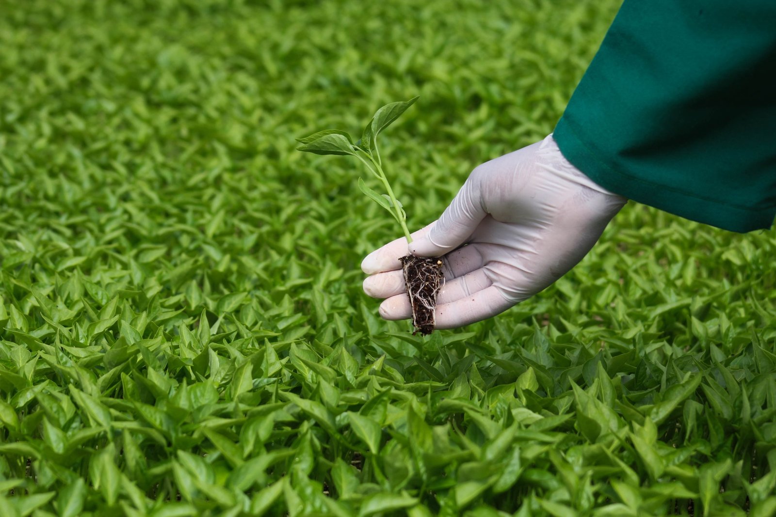 Premium Capsicum Seedlings Kenya