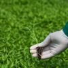 Bulk Capsicum Seedlings Suppliers in Kenya