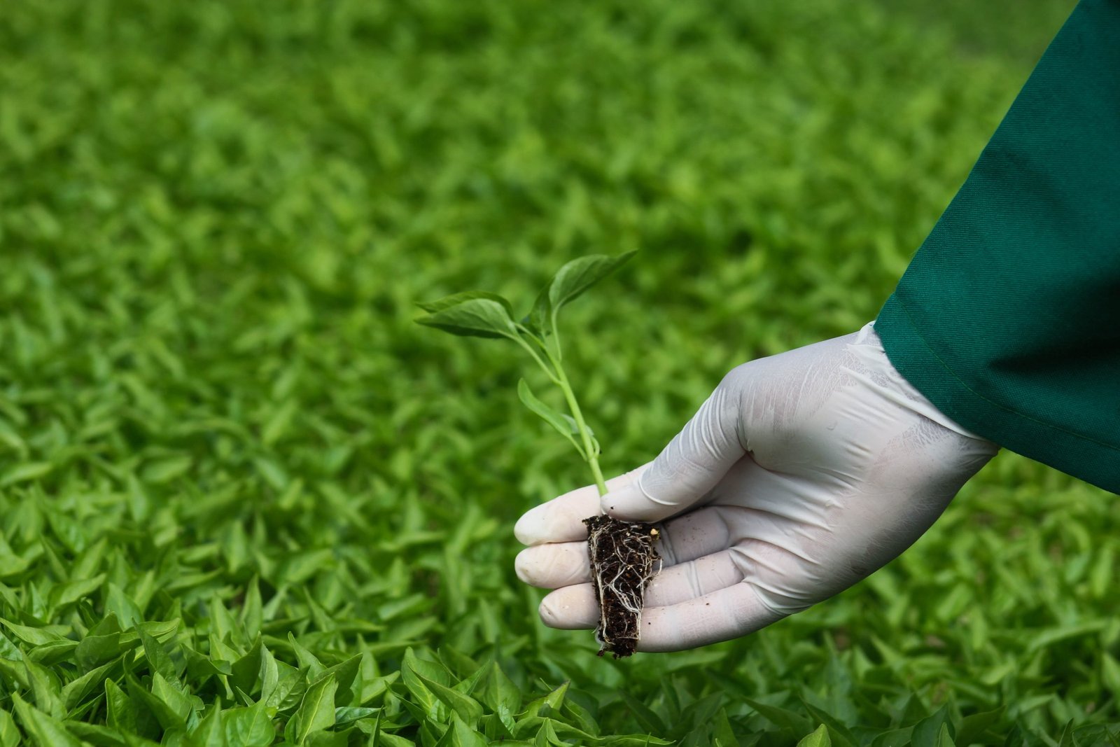 Bulk Capsicum Seedlings Suppliers in Kenya