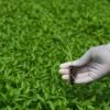 Sukuma Wiki Seedlings for Large-scale Farming