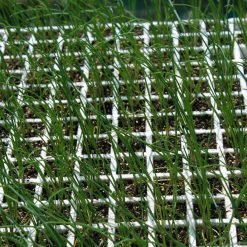 Bunching Onion Seedlings