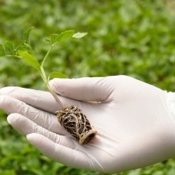 Organic Sukuma Wiki Seedlings in Kenya