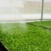 Ready-to-Plant Sukuma Wiki Seedlings in Kenya