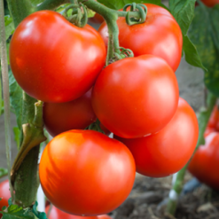 Tomato Seedlings and Climate Resilience