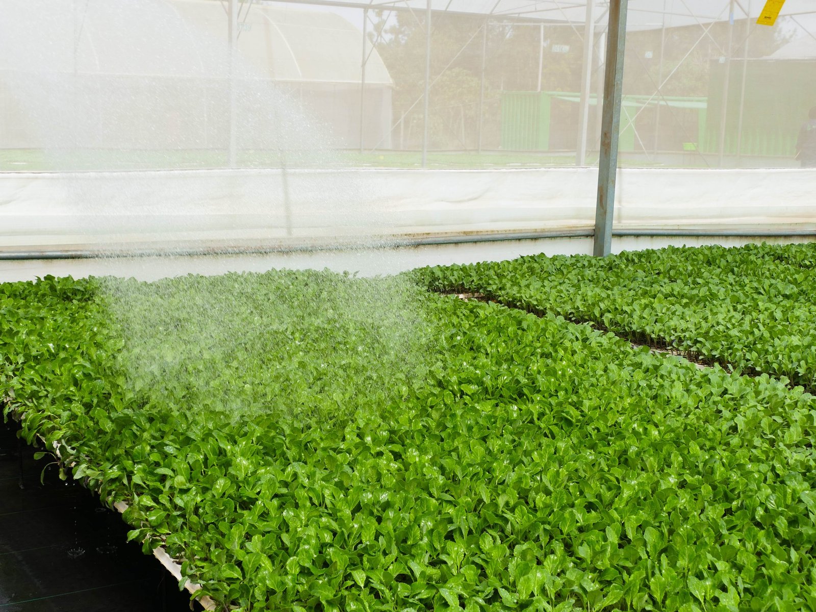 GrowPact seedling nursery in Kitale