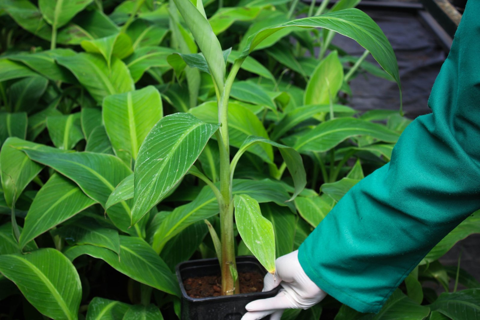 GrowPact tissue culture laboratory