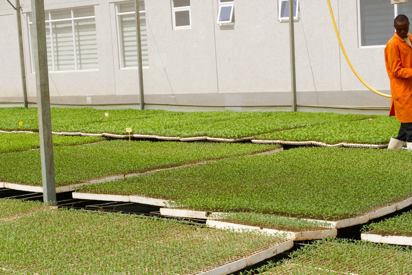 GrowPact greenhouse propagation in Kitale