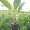 Escazu Seedlings Near Me
