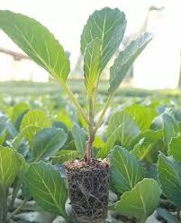 Escazu Seedlings Near Me